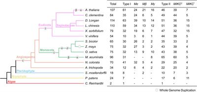 Comparative Analysis of the MADS-Box Genes Revealed Their Potential Functions for Flower and Fruit Development in Longan (Dimocarpus longan)